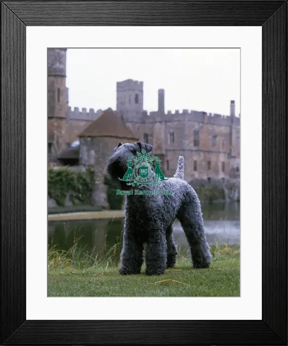 Framed Print : Kerry Blue Terrier Framed Print : Kerry Blue Terrier