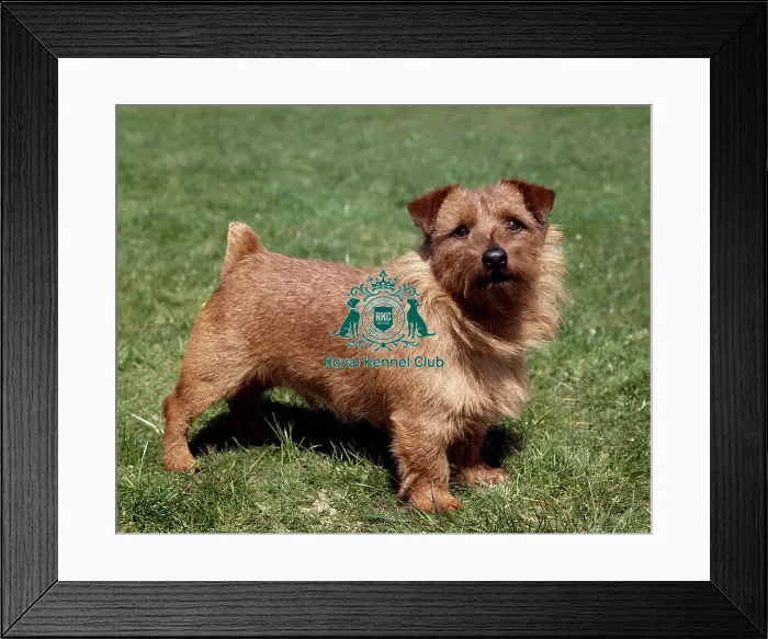 Framed Print : Norfolk Terrier