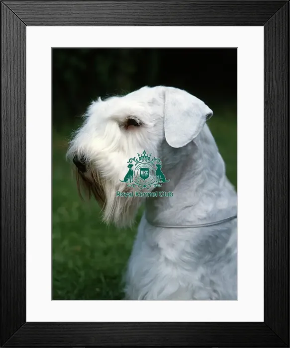 Framed Print : Sealyham Terrier Framed Print : Sealyham Terrier
