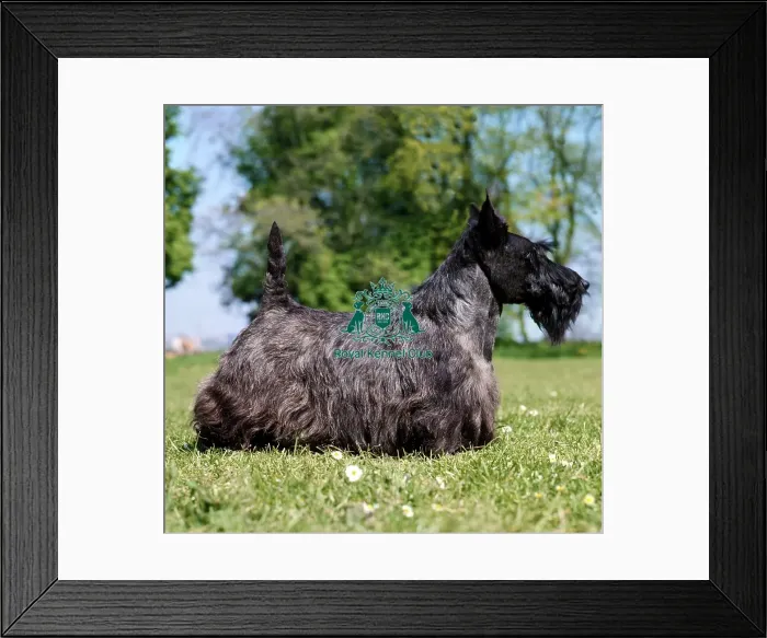 Framed Print : Scottish Terrier Framed Print : Scottish Terrier