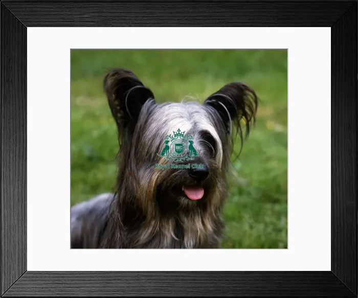 Framed Print : Skye Terrier Framed Print : Skye Terrier