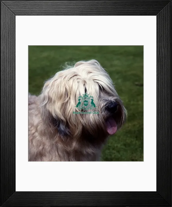 Framed Print : Soft Coated Wheaten Terrier