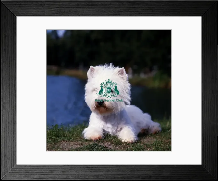 Framed Print : West Highland White Terrier Framed Print : West Highland White Terrier