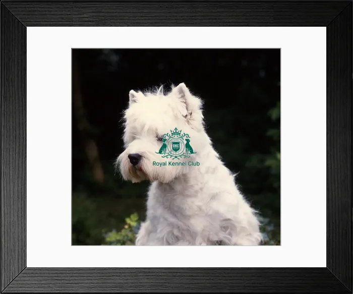Framed Print : West Highland White Terrier Framed Print : West Highland White Terrier