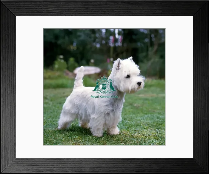Framed Print : West Highland White Terrier Framed Print : West Highland White Terrier