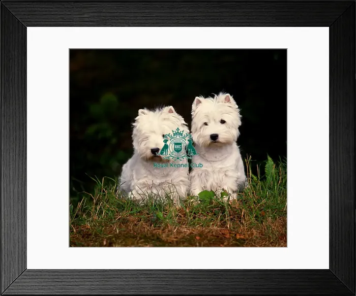 Framed Print : West Highland White Terriers