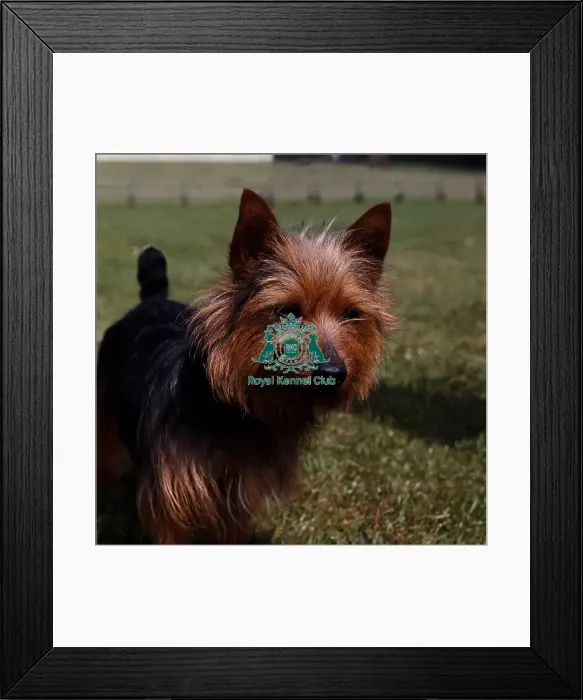 Framed Print : Australian Terrier Framed Print : Australian Terrier