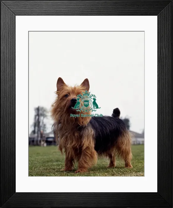 Framed Print : Australian Terrier Framed Print : Australian Terrier