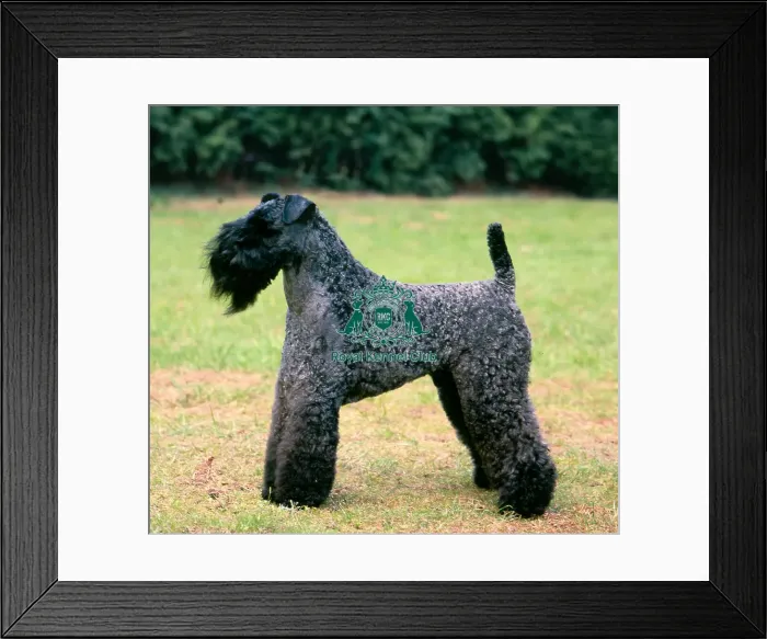 Framed Print : Kerry Blue Terrier Framed Print : Kerry Blue Terrier