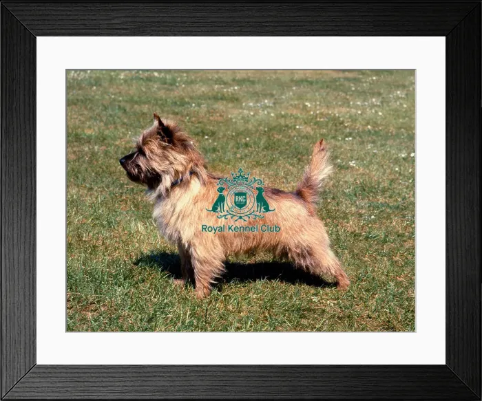 Framed Print : Norwich Terrier Framed Print : Norwich Terrier
