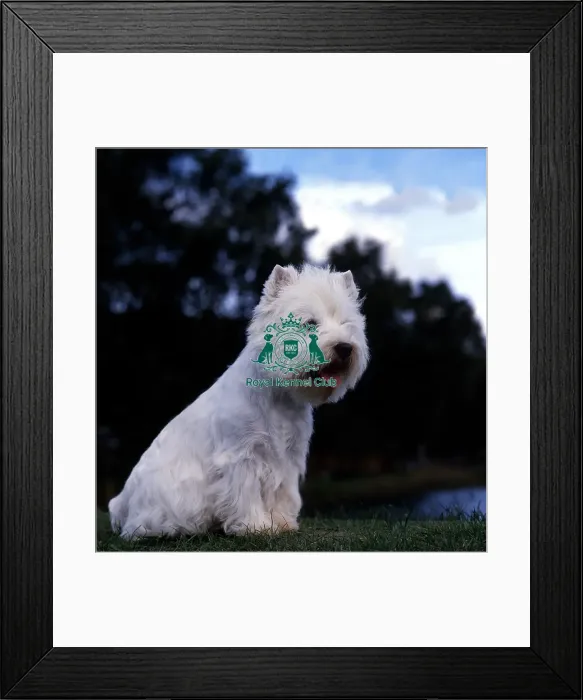 Framed Print : West Highland White Terrier Framed Print : West Highland White Terrier