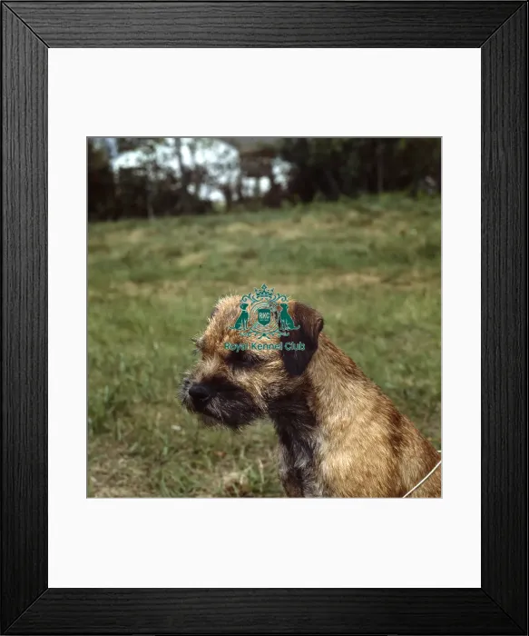 Framed Print : Border Terrier Framed Print : Border Terrier