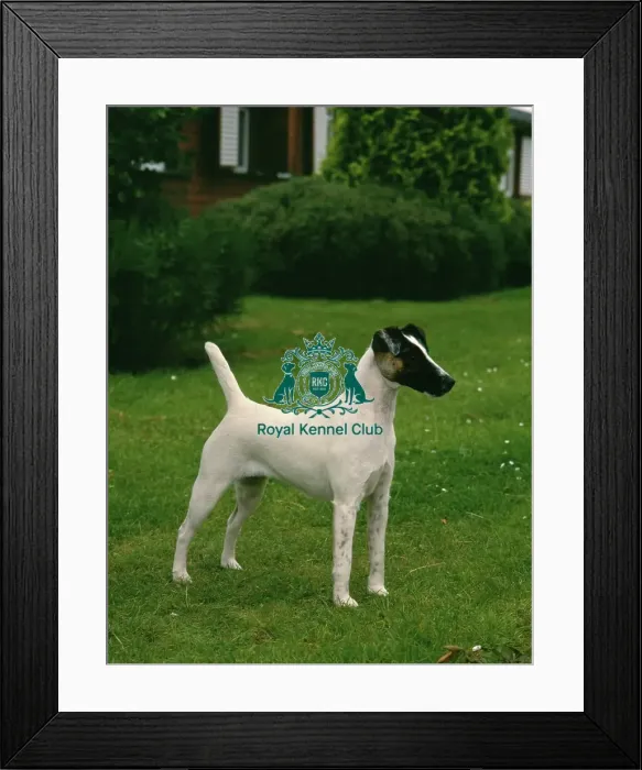 Framed Print : Fox Terrier (Smooth Haired)