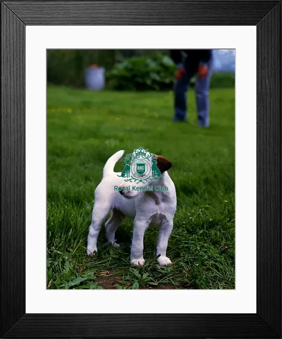 Framed Print : Fox Terrier (Smooth) Puppy