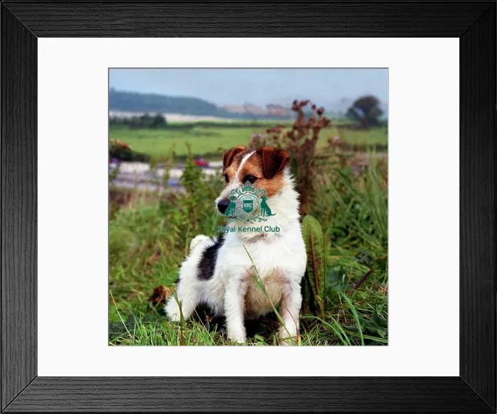 Framed Print : jack russell Framed Print : jack russell