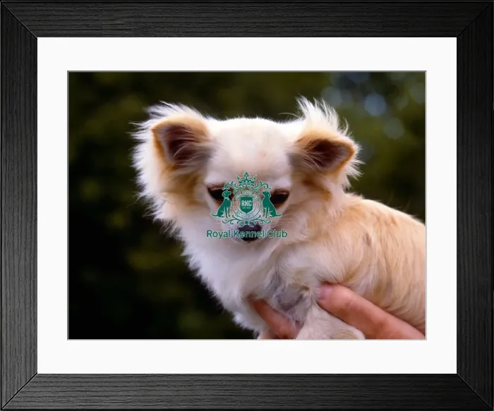 Framed Print : Chihuahua-Long Coat