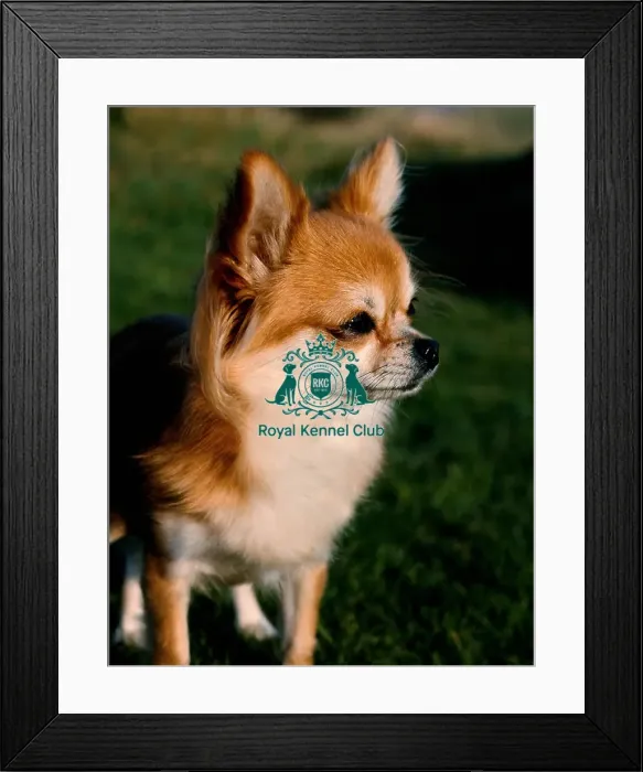 Framed Print : Chihuahua (Long Coat)
