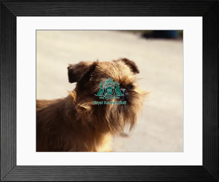 Framed Print : Griffon Bruxellois
