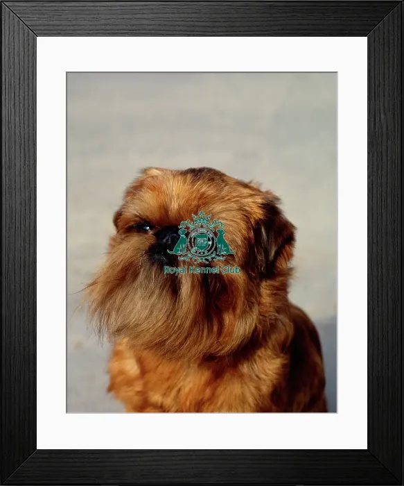 Framed Print : Griffon Bruxellois Framed Print : Griffon Bruxellois