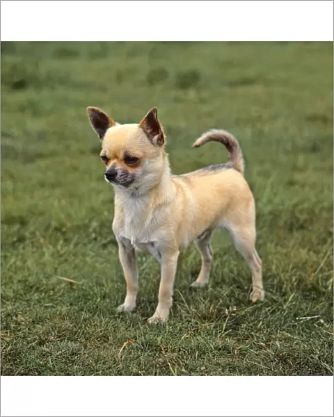 Chihuahua-Smooth Coat