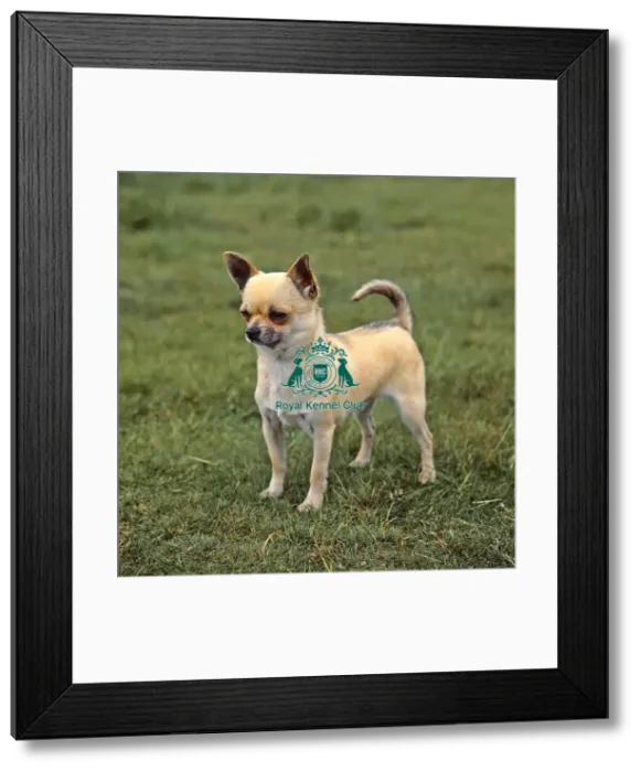 Framed Print : Chihuahua-Smooth Coat Framed Print : Chihuahua-Smooth Coat