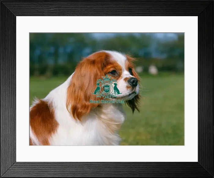 Framed Print : Cavalier King Charles Spaniel