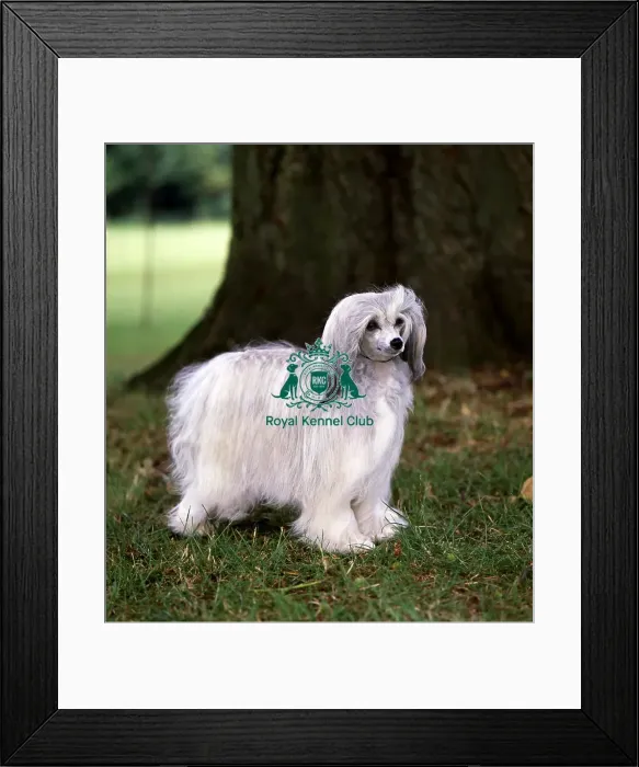 Framed Print : Chinese Crested