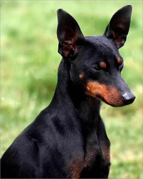 English Toy Terrier-Black and Tan