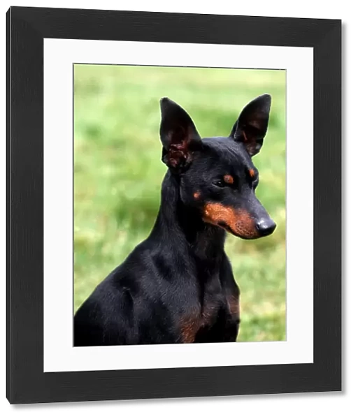 English Toy Terrier-Black and Tan