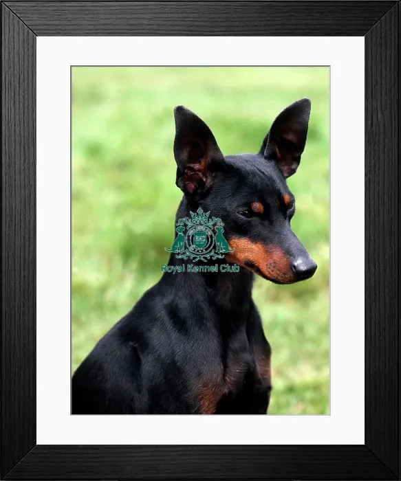 Framed Print : English Toy Terrier-Black and Tan Framed Print : English Toy Terrier-Black and Tan