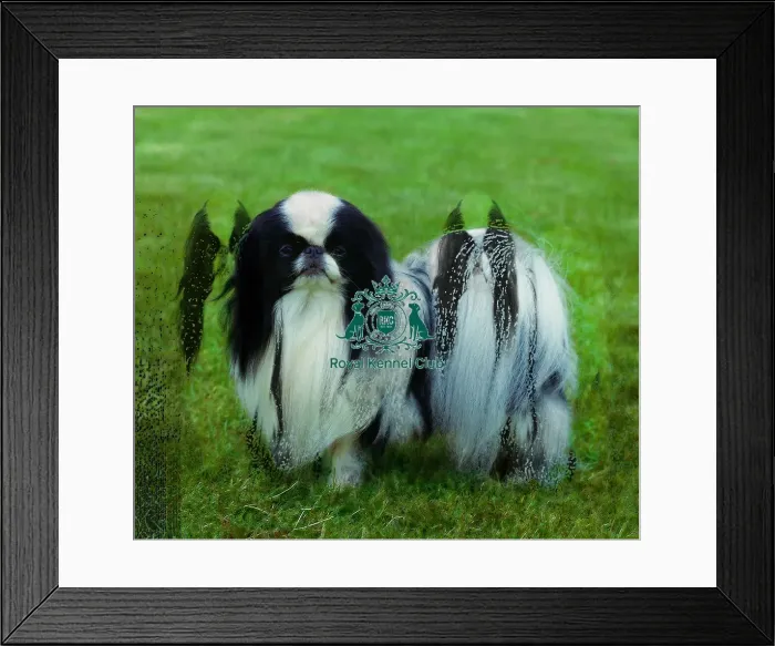 Framed Print : Japanese Chin Framed Print : Japanese Chin
