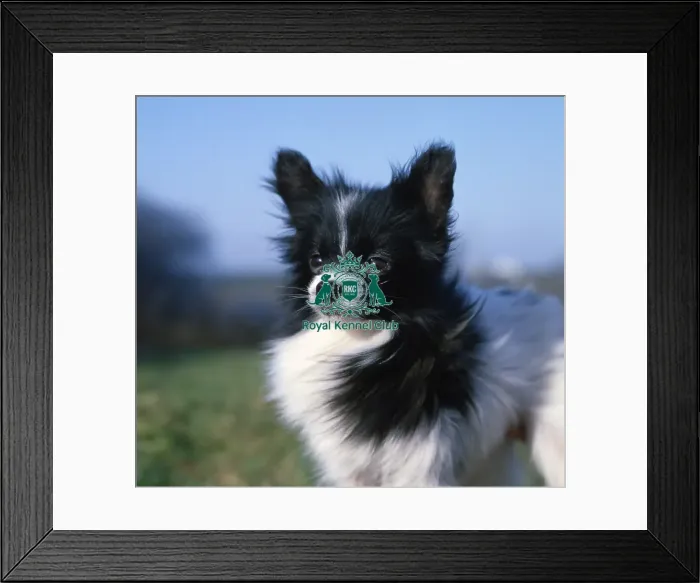 Framed Print : Papillon. app-sg Framed Print : Papillon. app-sg