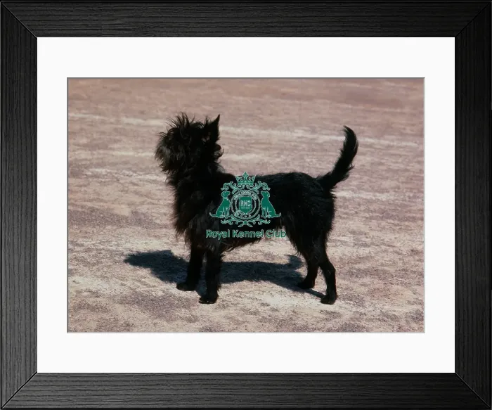 Framed Print : Affenpinscher Framed Print : Affenpinscher