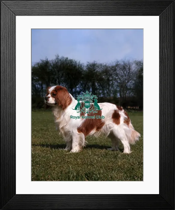 Framed Print : Cavalier King Charles Spaniel Framed Print : Cavalier King Charles Spaniel