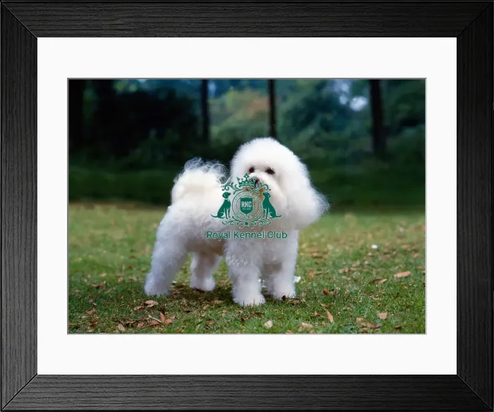 Framed Print : Bichon Frise Framed Print : Bichon Frise