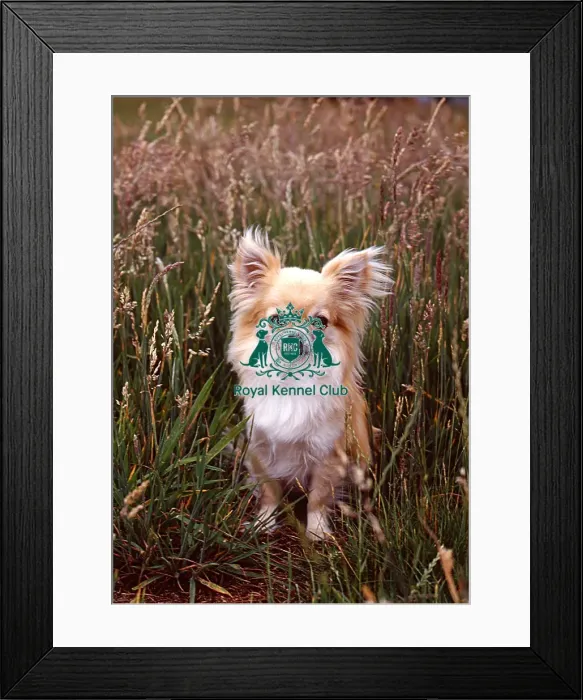 Framed Print : Chihuahua-Long Coat