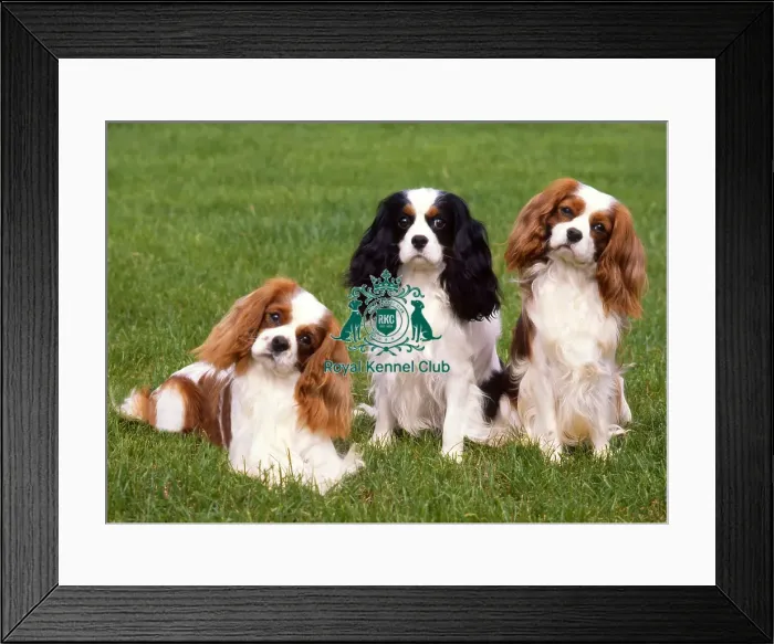 Framed Print : Cavalier King Charles Spaniel
