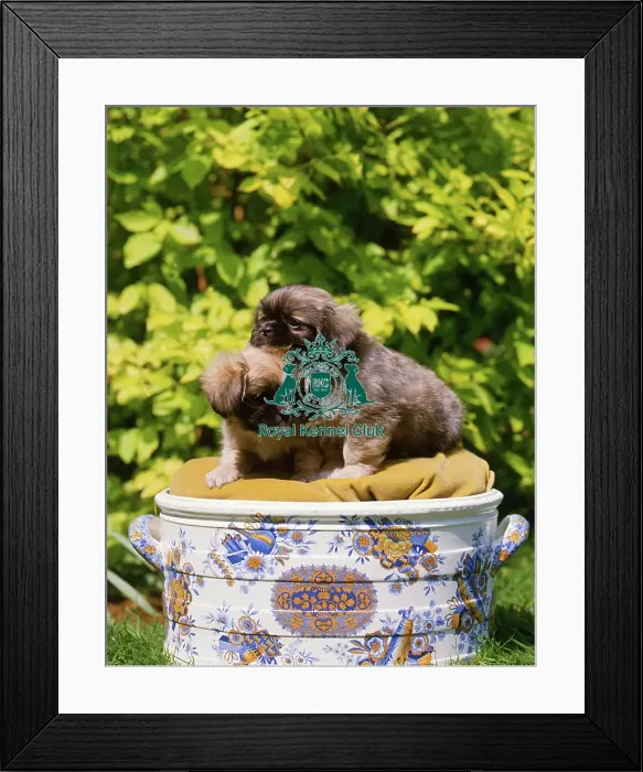 Framed Print : Pekingese Puppies Framed Print : Pekingese Puppies