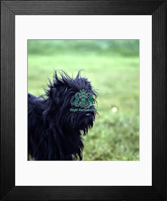 Framed Print : Affenpinscher Framed Print : Affenpinscher