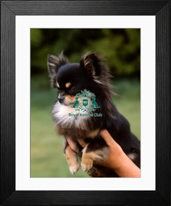 Framed Print : Chihuahua-Long Coat Framed Print : Chihuahua-Long Coat