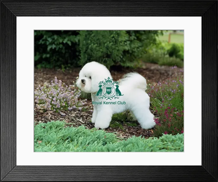 Framed Print : Bichon Frise Framed Print : Bichon Frise