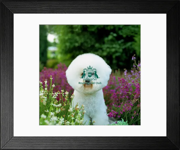 Framed Print : Bichon Frise