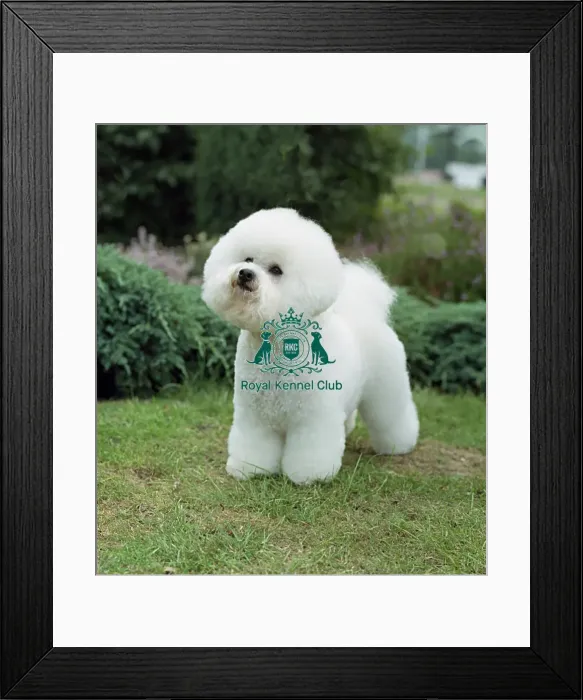 Framed Print : Bichon Frise Framed Print : Bichon Frise
