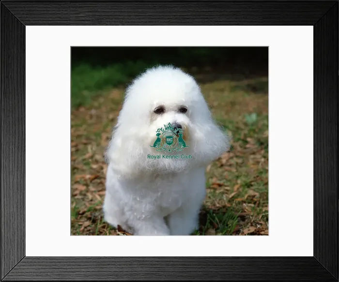 Framed Print : Bichon Frise Framed Print : Bichon Frise