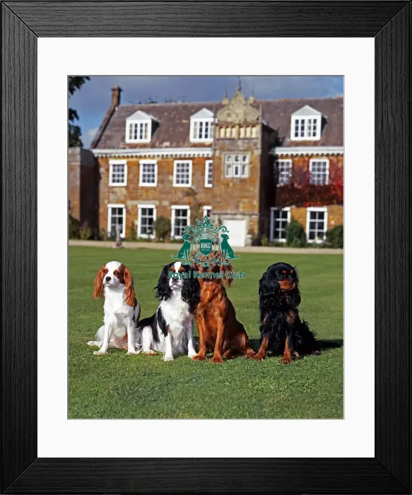 Framed Print : Cavalier King Charles Spaniel Framed Print : Cavalier King Charles Spaniel