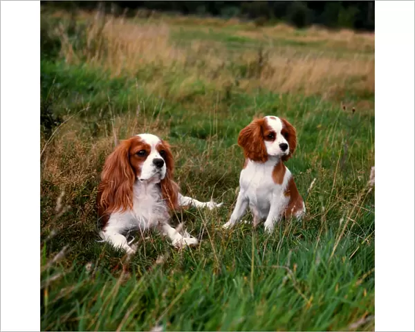 Cavalier King Charles Spaniel and puppy