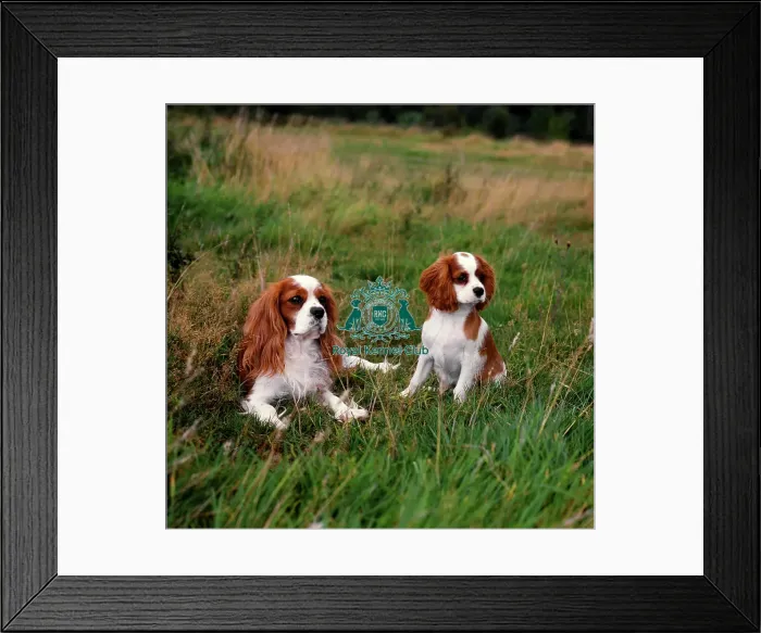 Framed Print : Cavalier King Charles Spaniel and puppy Framed Print : Cavalier King Charles Spaniel and puppy