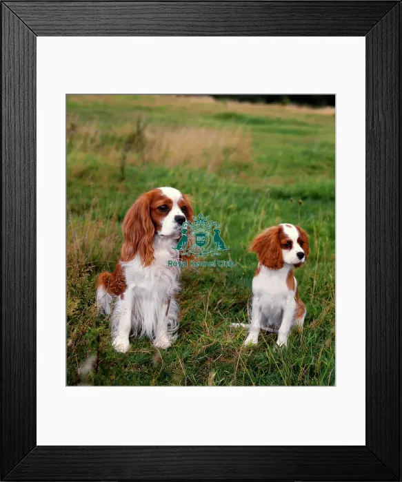 Framed Print : Cavalier King Charles Spaniel and puppy Framed Print : Cavalier King Charles Spaniel and puppy