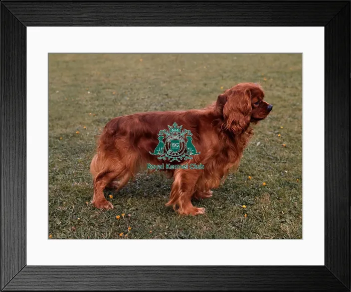 Framed Print : Cavalier King Charles Spaniel Framed Print : Cavalier King Charles Spaniel