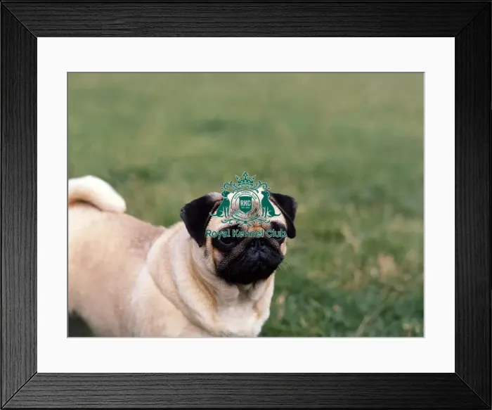 Framed Print : Pug Framed Print : Pug